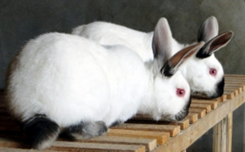 大型兔兔種類匯總