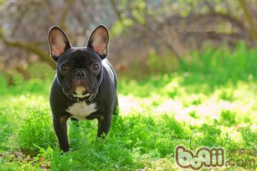 如何正确的为斗牛犬减肥|成犬饲养-波奇网百科