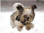冬天为幼犬御寒的几种方法