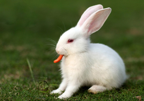 影响幼兔成活率的主要因素