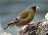 详解鸟类的筑巢习性