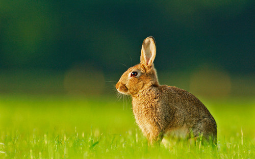 宠物兔的挑选和饲养