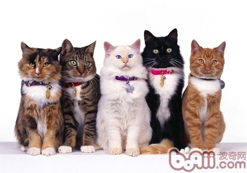 给宠物做绝育手术的好处|猫咪繁殖-波奇网百科