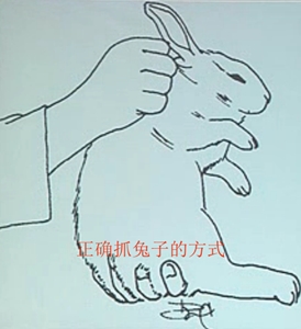 正确的抓兔子方式