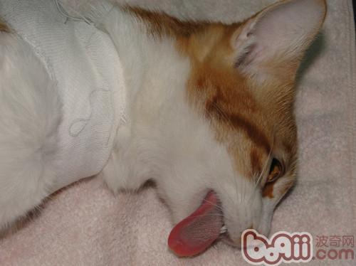 宠物绝育手术针麻与气麻的区别|猫咪繁殖-波奇