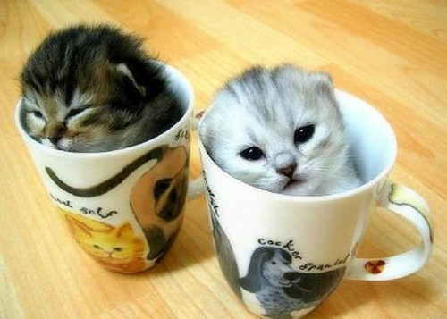 猫咪咕噜咕噜叫是因为开心吗？