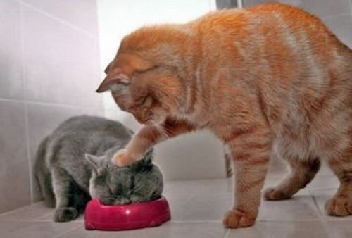 养成宠物猫吃饭的规矩