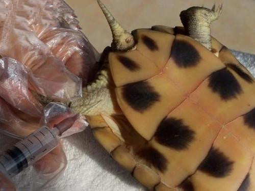 宠物龟能肌肉注射药物吗？