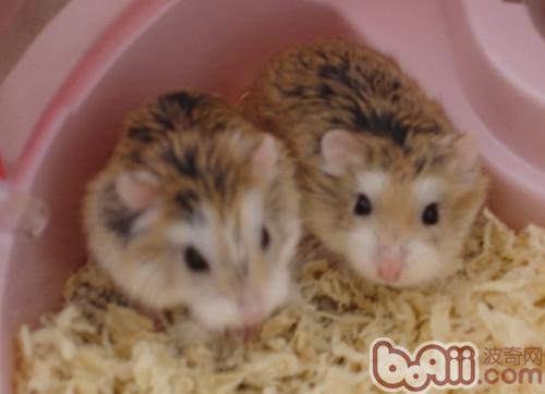 仓鼠生产前也要注意分笼|小宠繁殖-波奇网百科