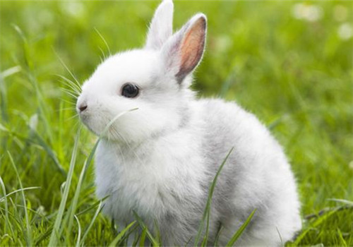 母兔子在什么情況下可以結婚？