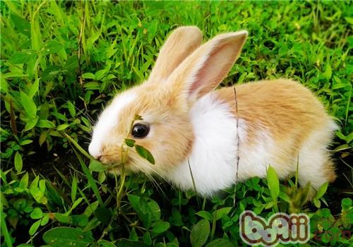 用常见食材治疗兔兔球虫病