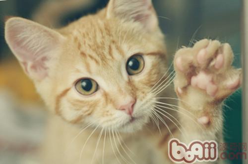 猫咪的肉垫是手掌吗?