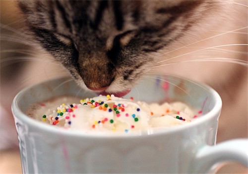 貓咪為什么分辨不出味道呢？