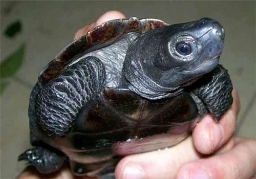 怎样挑选容易变黑的草龟？