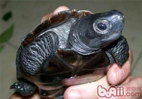 怎样挑选容易变黑的草龟？