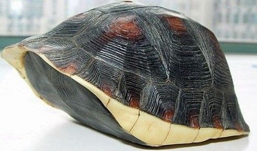 黄缘盒龟饲养方法