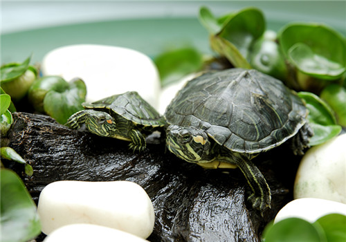 巴西龟幼龟的环境布置方法