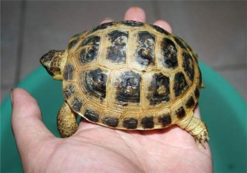 俄羅斯陸龜的繁殖習性