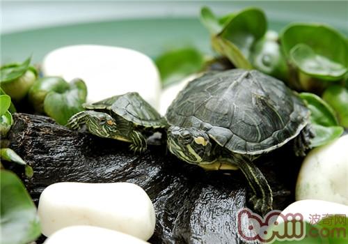 巴西龟幼龟的环境布置方法|爬虫环境-波奇网百