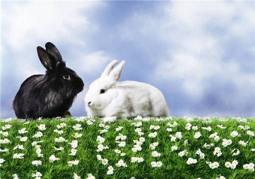 如何正確選擇兔兔飼料