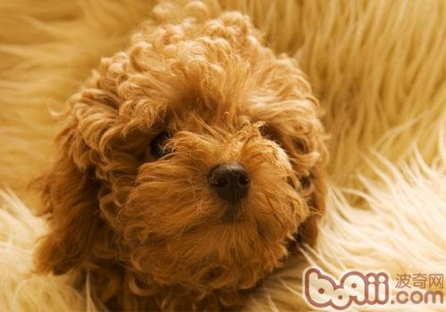 泰迪价格跟什么有关|狗狗品种-波奇网百科大全