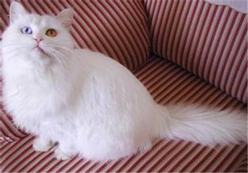 猫肛门周围有白色颗粒是怎么回事？