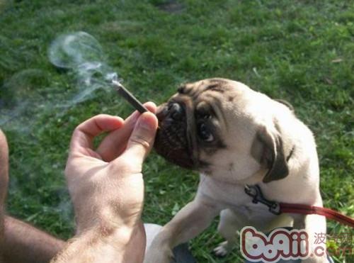 狗狗被动吸烟患癌几率大大提高