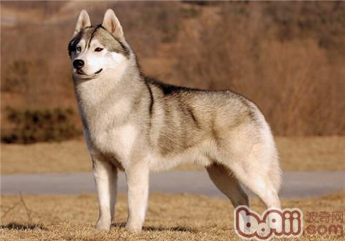 哈士奇犬舍告诉您:小哈与阿拉斯加的区别|成犬