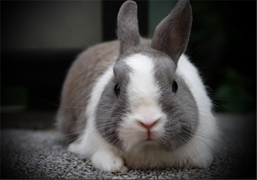 如何預防和治療兔兔感冒