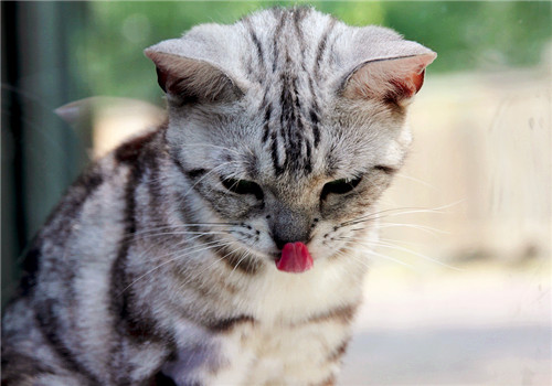 貓咪為什么吃不了熱食
