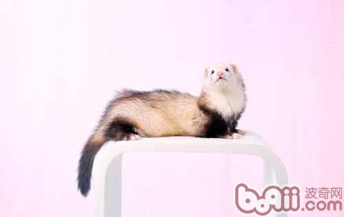 宠物貂过肥也不健康|小宠喂食-波奇网百科大全
