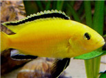 非洲王子鱼的雌雄鉴别