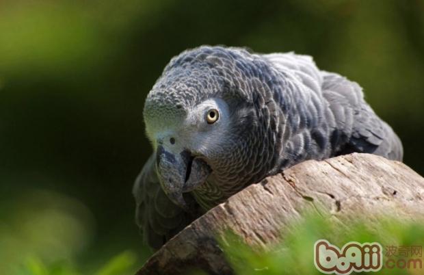 非洲灰鹦鹉的饲养环境|小宠环境-波奇网百科大