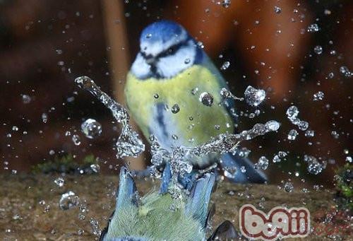 为观赏鸟定期洗澡的好处