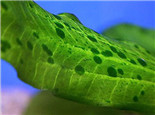 綠藻和綠斑藻的鑒別方法