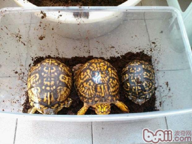 一例东部箱龟家庭人工自然冬眠示范