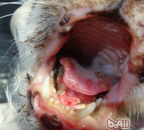 猫口腔溃疡的诊治|猫咪常见病-波奇网百科大全