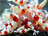 水晶虾抱卵该如何处理
