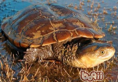 观赏龟养护之黑拟澳龟|爬虫养护-波奇网百科大
