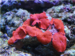 红菇珊瑚的品种介绍