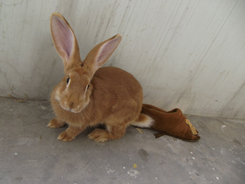 太行山兔的品种特征