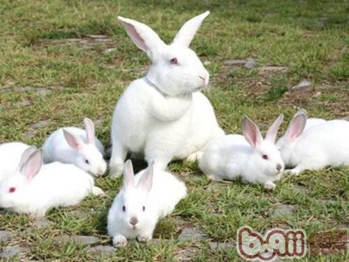 为什么断奶兔前期要合群养？