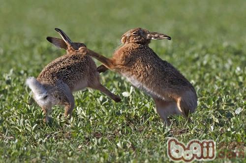 兔子为什么会打架？
