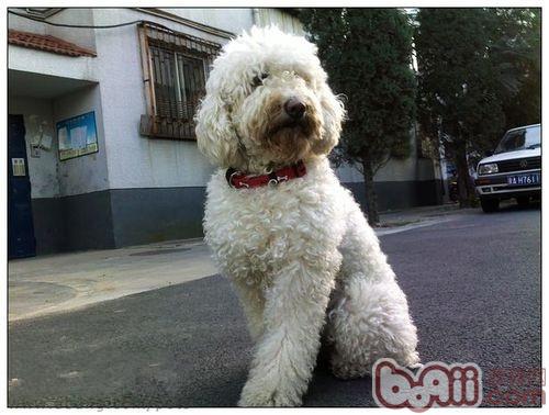 如何为狗狗挑选合适的项圈|成犬饲养-波奇网百科大全