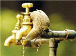 观赏鸟饮水需注意是否变质