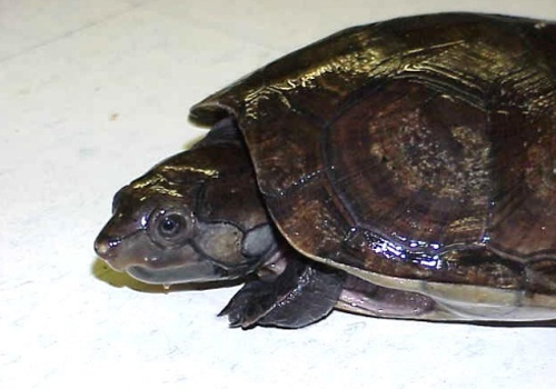 观赏龟养护之马达加斯加壮龟
