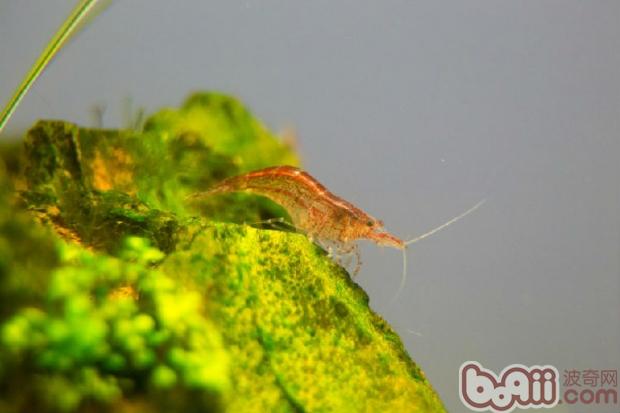 5毫米,该期最易受真菌感染,其次是蚤状幼体.
