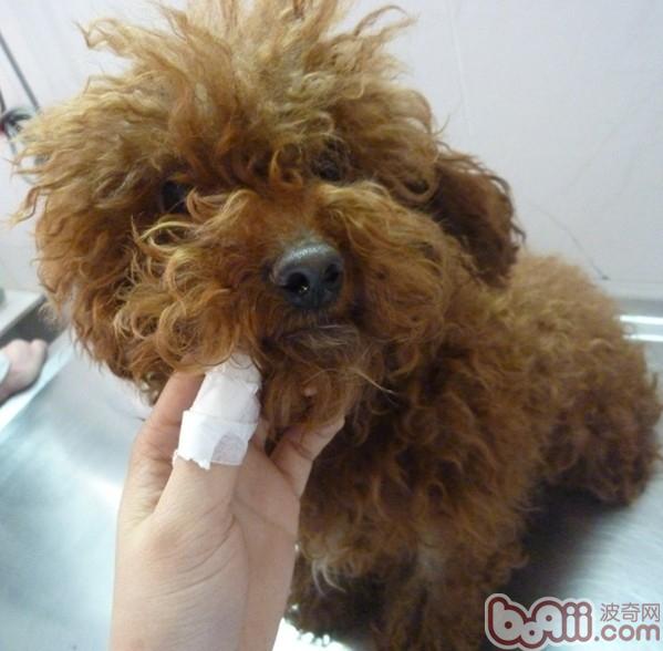 犬常见皮肤病(五)马拉色菌皮炎|狗狗疾病-波奇