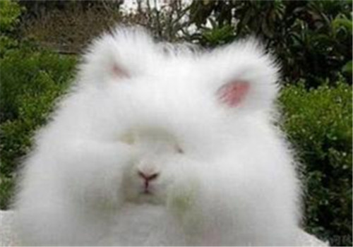 如何提高长毛兔的繁殖率？
