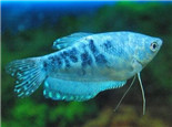 蓝星鱼的体态特征
